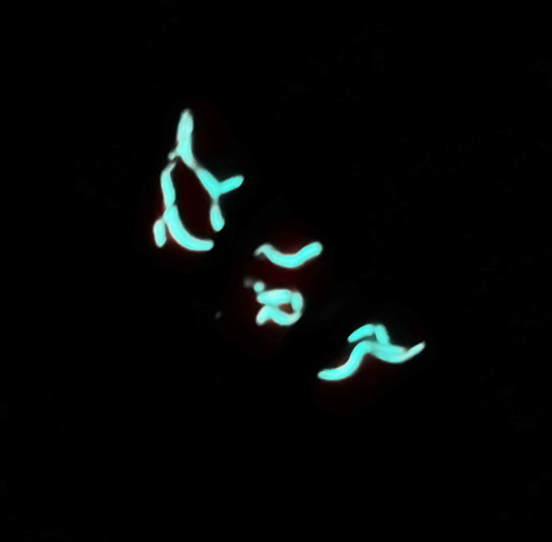 Surge - Exclusive Starlit & SSH Limited Edition Collab (Glow In The Dark)
